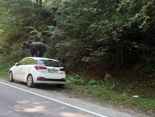 Un urs s-a urcat pe o maşină. Este unul dintre animalele care ies frecvent la marginea drumului