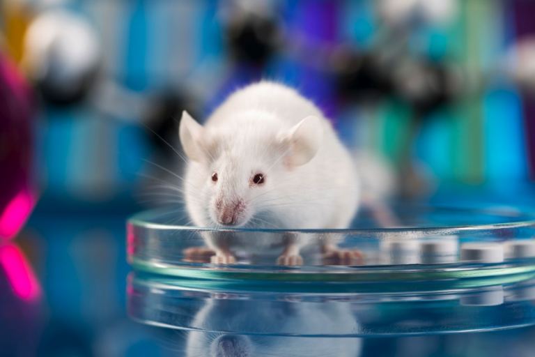 Parlamentul European cere să nu se mai folosească animale pentru experimente științifice