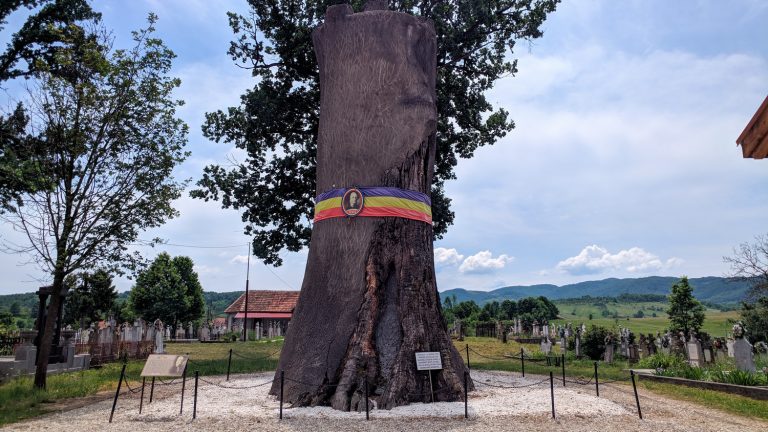 Gorunul lui Horea revine la viaţă după ce un vlăstar a răsărit la rădăcina acestuia