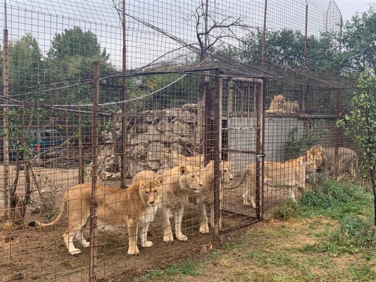 Lion pride from Odessa temporarily hosted in Romania
