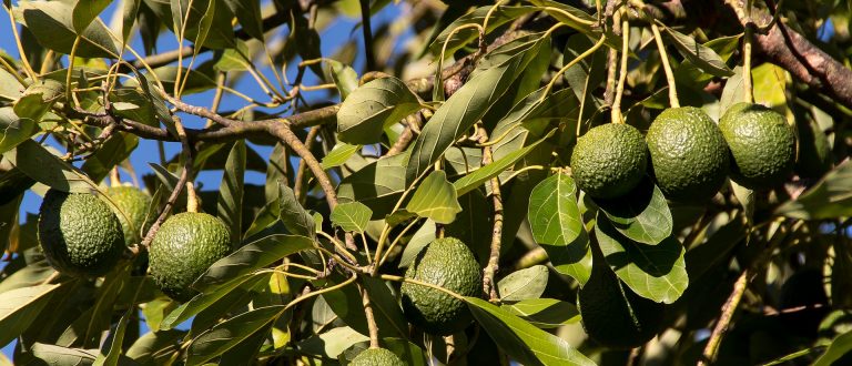 Goana după aurul verde: A explodat traficul cu avocado. În Africa de Sud a ajuns să fie păzit ca minele de aur