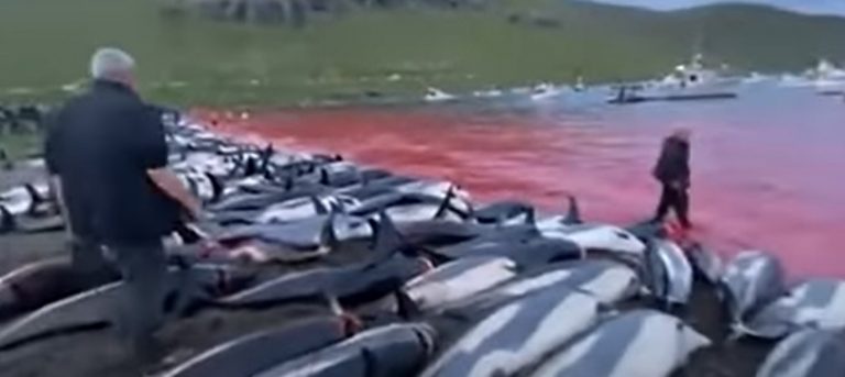 Russia ‘deployed military dolphins to defend Black Sea naval base as Ukraine invasion began’