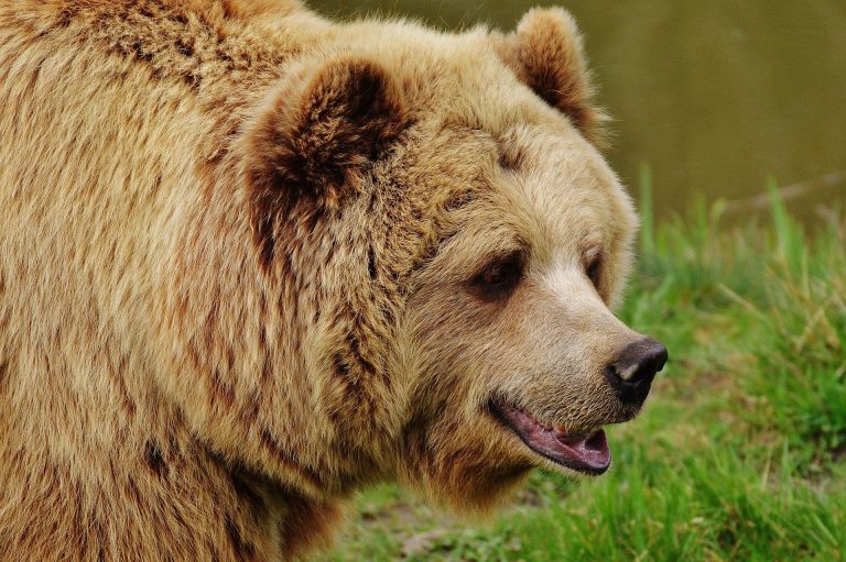 „Ursul băăă!” – Anchetă internă după un mesaj transmis prin Ro Alert