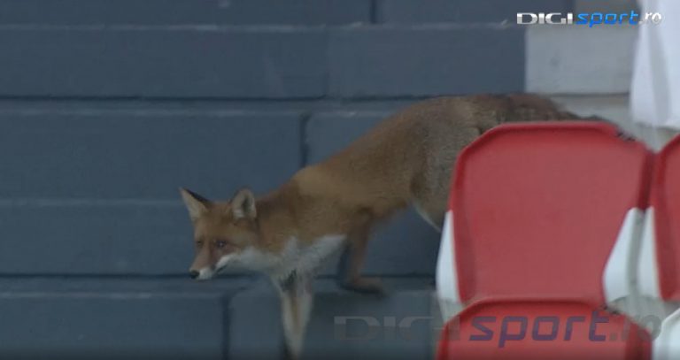 O vulpe a pătruns pe stadion înaintea meciului Sepsi – Dinamo