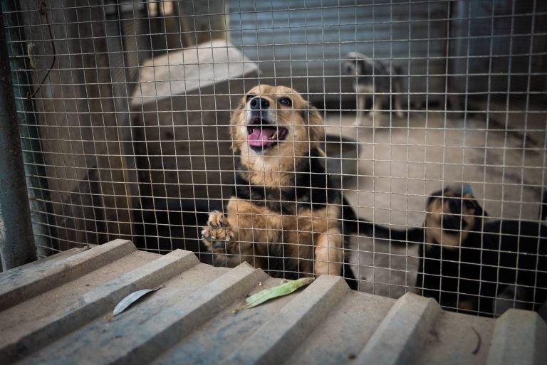 Four Paws animal welfare group offers emergency aid to Moldovan stray dogs