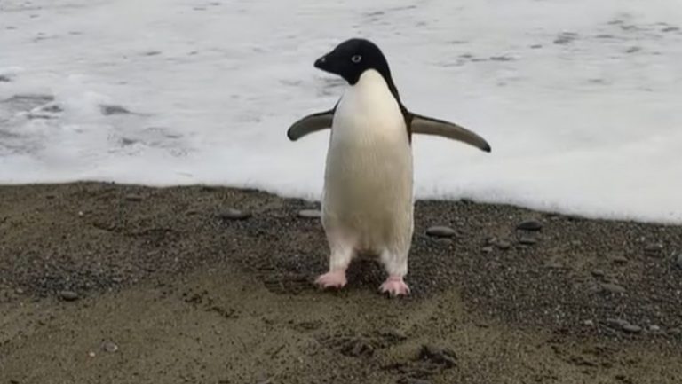 VIDEO | Un pinguin a călătorit, din greșeală, 3.000 de km până în Noua Zeelandă. „Nu s-a mișcat timp de o oră și părea epuizat”