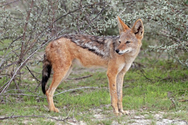 Jackal hunting to begin in Romania’s Danube Delta. Residents back cull, animal groups say it will lead to widescale hunting