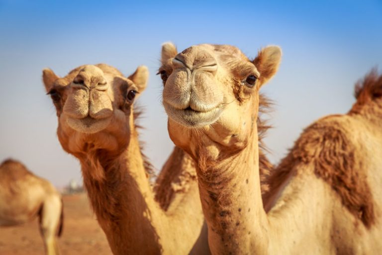 43 de cămile, descalificate la un concurs de frumuseţe din Arabia Saudită, din cauza unor injecţii cu botox şi liftinguri faciale