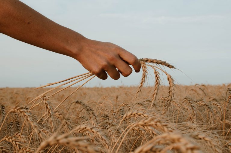 Preţurile mondiale la alimente, trase în sus de grâu și de lactate