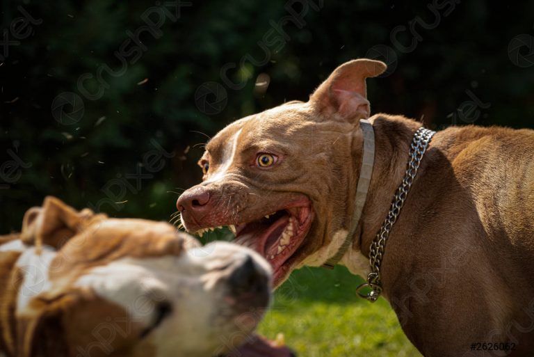Romanian man handed one-year prison sentence for killing dog