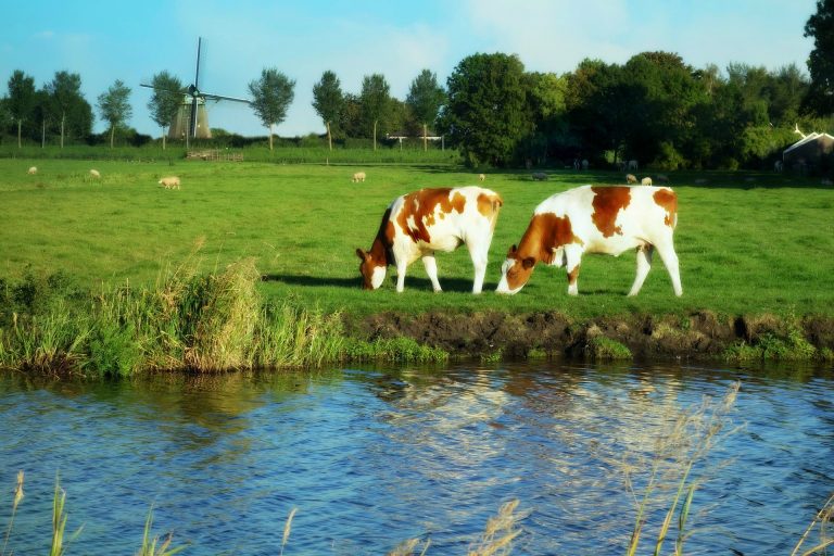 Fermierii olandezi, afectați de lupta împotriva schimbărilor climatice. Guvernul de la Haga nu exclude varianta exproprierii fermierilor recalcitranţi