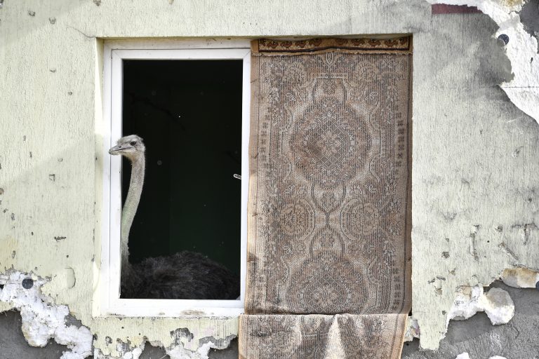 Man in Romania fined for keeping ostrich in his apartment
