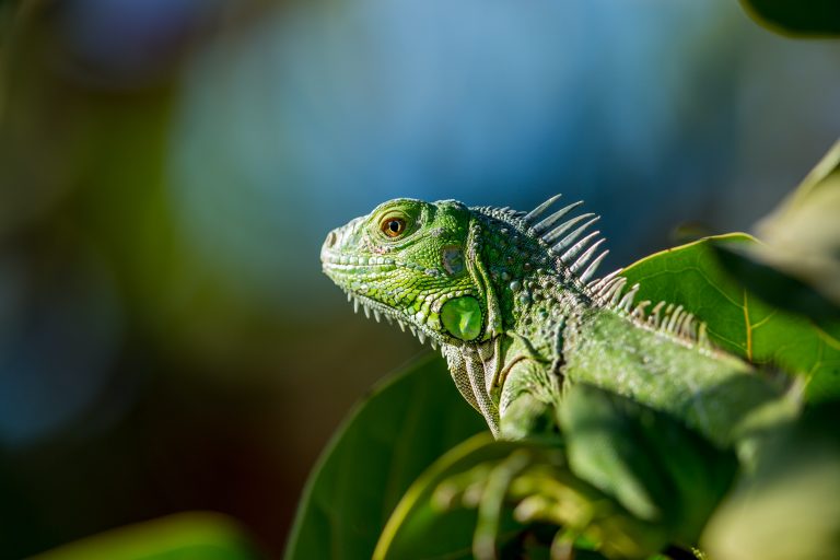 În Florida este atât de frig încât iguanele cad din copaci. „Corpurile lor, practic, încep să îşi înceteze funcţionarea atunci când se face atât de frig”