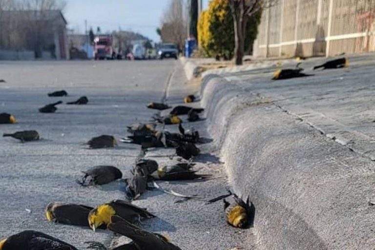 VIDEO | Fenomen misterios: sute de păsări dintr-un stol cad moarte în oraşul mexican Cuauhtémoc