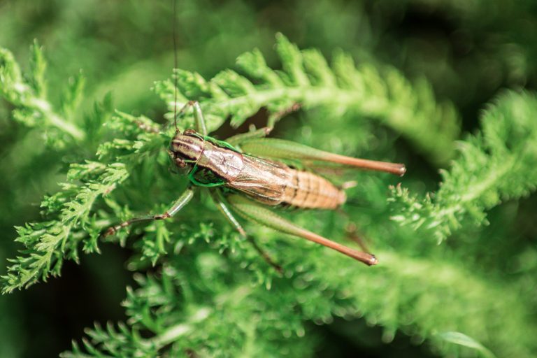 Greierele de casă, a treia insectă autorizată ca ingredient alimentar pe piaţa din UE