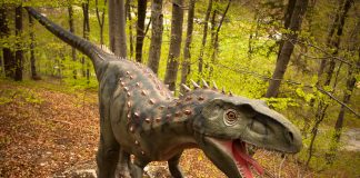 Albertosaurus, Dino Parc, Rasnov