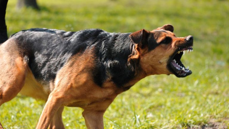 O femeie atacată de câini în zona Lacului Morii din Capitală, operată la Spitalul Universitar