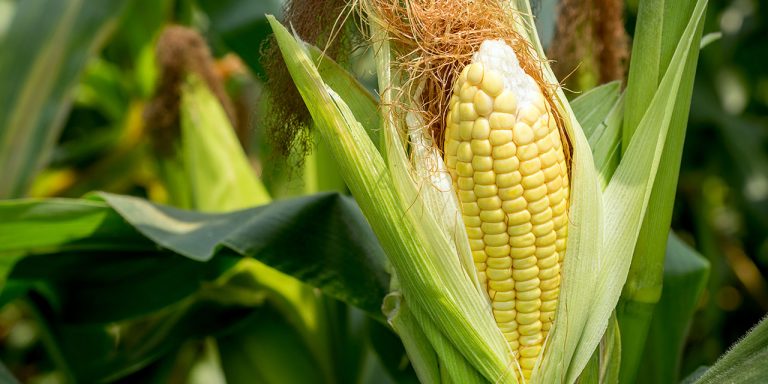 Canada sprijină Statele Unite împotriva Mexicului în privinţa porumbului modificat genetic