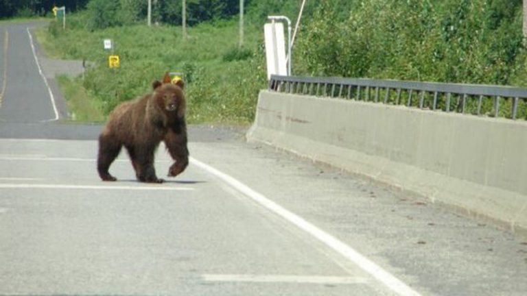Un urs lovit de două mașini pe DN1 a supraviețuit miraculos și a fugit în pădure
