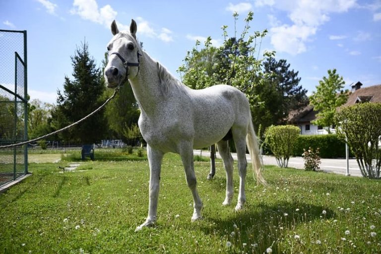 Jandarmeria Română oferă spre adopţie un cal în vârstă de aproape 18 ani, care a participat la misiuni de ordine publică