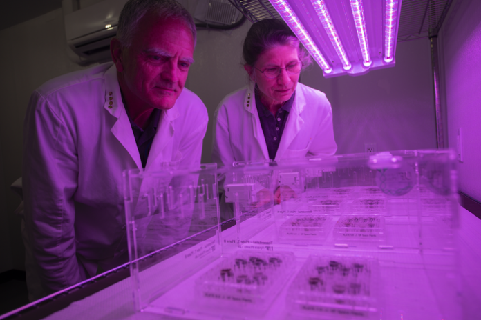 Primele plante cultivate in sol martian