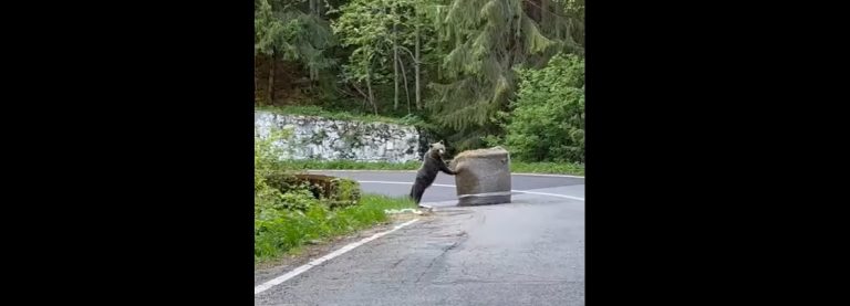 VIDEO | Urs filmat la Raliul Argeşului, în timp ce mută un balot de paie