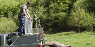 Bulgaria | 2022 05 15 | Young bears Huba, Vihar and Goran are released back into the wild in Bulgaria on 15 May. The orphaned bears were found and rescued in June 2021 in Bulgaria and raised and rehabilitated at Arcturos bear sanctuary in Greece.