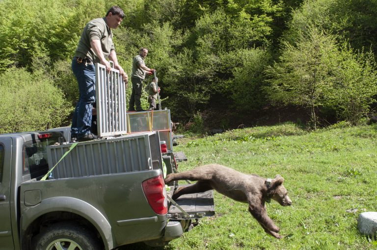 VIDEO | Bear trio rescued in Bulgaria released back into the wild after a year of rehabilitation in Greece