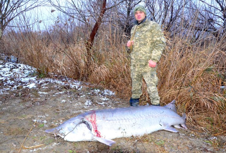 World Wildlife Fund: Illegal fishing of sturgeon continues along Danube as authorities bust poachers