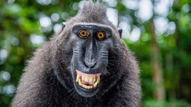 How strange – monkey mummies uncovered by watchdogs