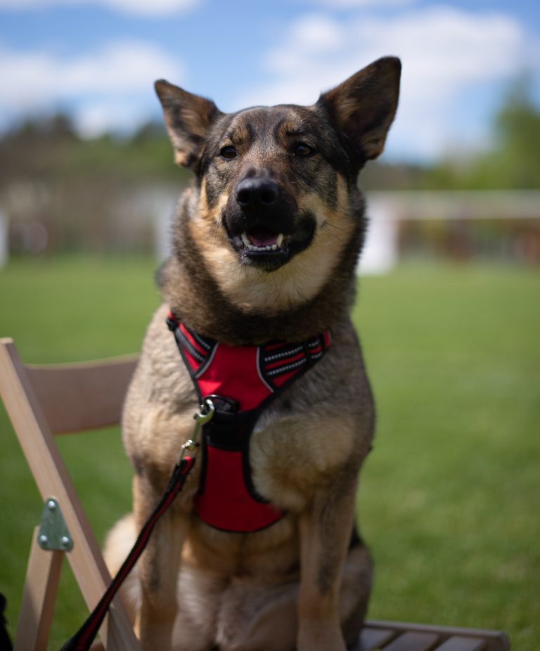 Dog saves elderly owner from naked attacker