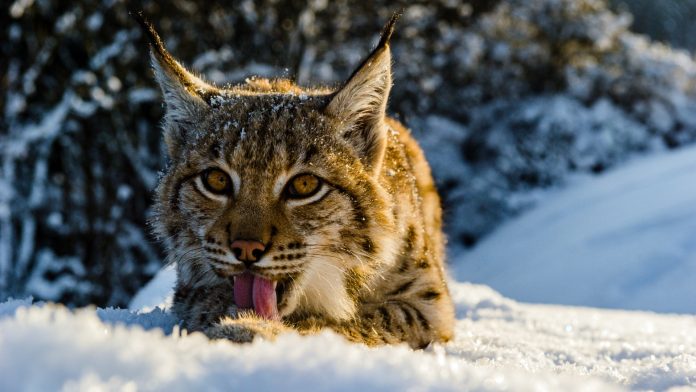 eurasian-lynx-eating-snow-national-park-slovakia-tomas-hulik-wwf-1920x1080-1