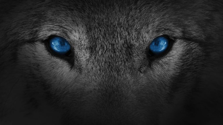 Happy hunting: EU wants to downgrade wolf protection