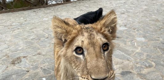 Aslan, a one-year-old cub which the owner refuses to give up.Picior de Munte, Romania Copyright: © FOUR PAWS | ARCA