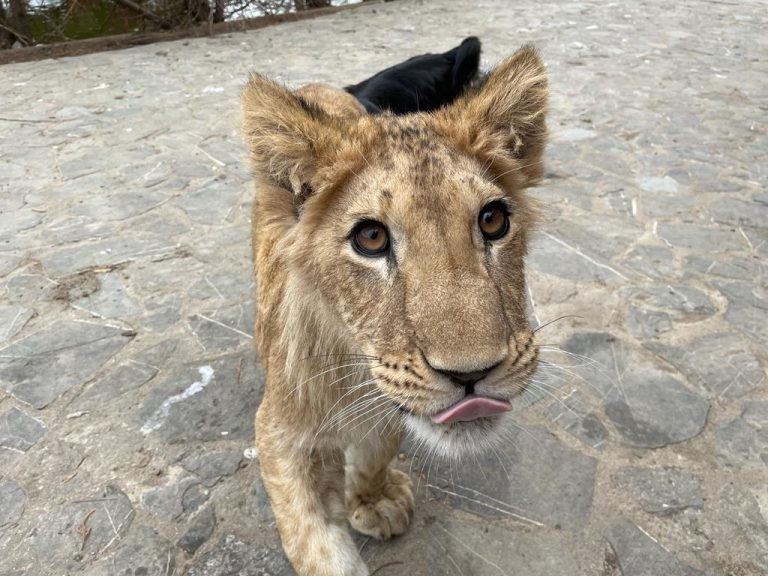 VIDEO  | Five lions rescued from captivity arrive in South Africa, but little brother trapped in Romania and ‘exploited’ in video