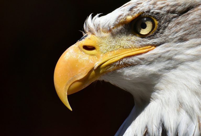 USA’s Bald eagle gets his official status after 250 years