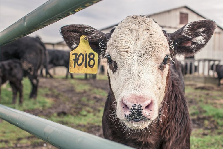 KOMMERSANT | Rusia riscă să-și vadă producția de carne micșorându-se