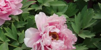 the peony (bujor in Romanian) voted Romanian national flower: Photo. Wikipedia