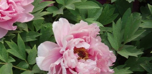 the peony (bujor in Romanian) voted Romanian national flower: Photo. Wikipedia