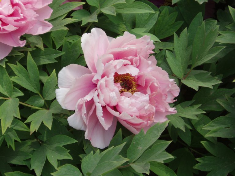 VIDEO | Romania has a national flower and it’s the peony