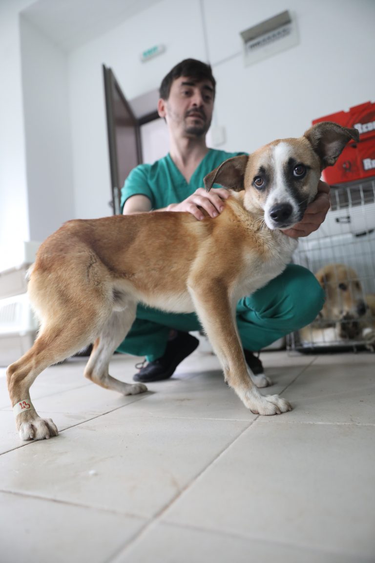 Street dogs and cats sterilized in Transylvanian villages