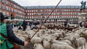 VIDEO | Oile au ocupat străzile din Madrid în drum spre păşunile de iarnă