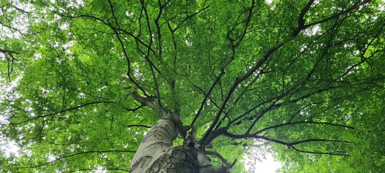 Un strop de optimism în ceea ce privește schimbările climatice