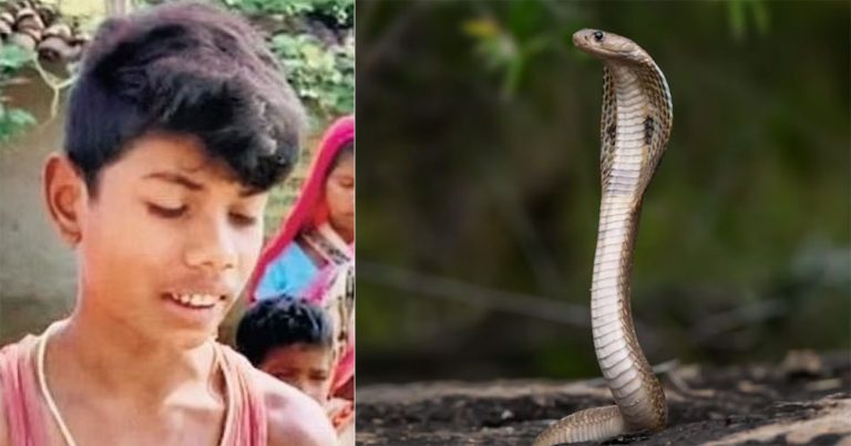 Un șarpe cobra a murit după ce a fost mușcat de un copil de opt ani