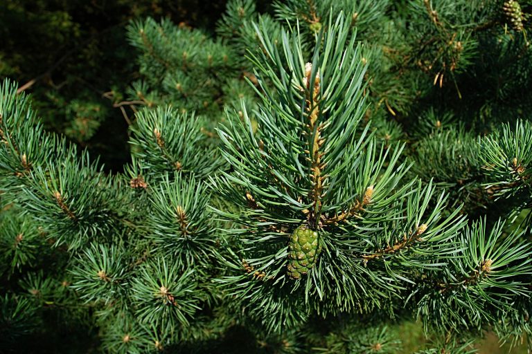 Tens of thousands of bargain Christmas trees on sale in Romania