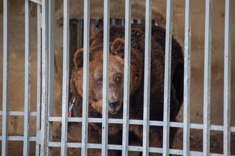 Albania’s last ‘restaurant bear’ rescued to start new life in sanctuary