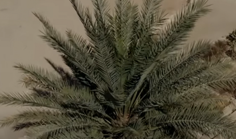 VIDEO | Arborele reînviat