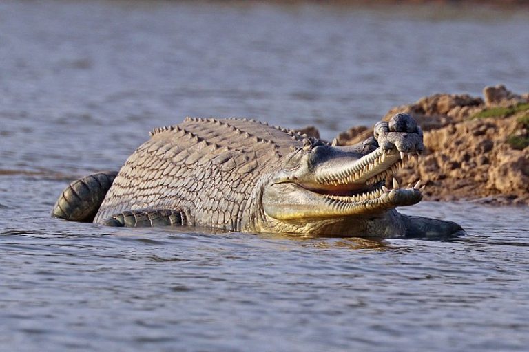 Ancient crocodile fossils found in Romania