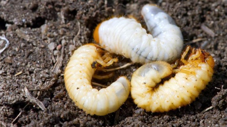 Larva gândacului de bălegar, autorizată de Comisia Europeană pe lista insectelor bune de consum