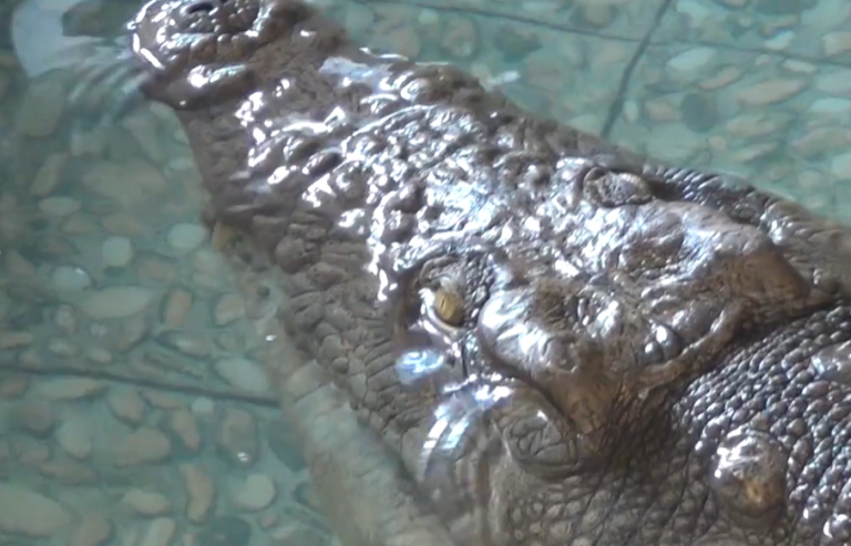 VIDEO | Cel mai mare crocodil dintr-o grădină zoologică din România se află la Sibiu